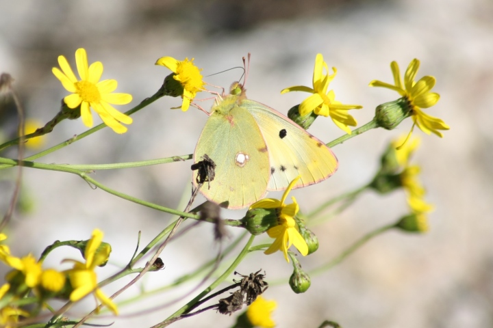 Colias